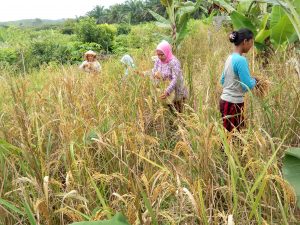 pesta panen padi dalam bahasa talang mamak 'menuai"